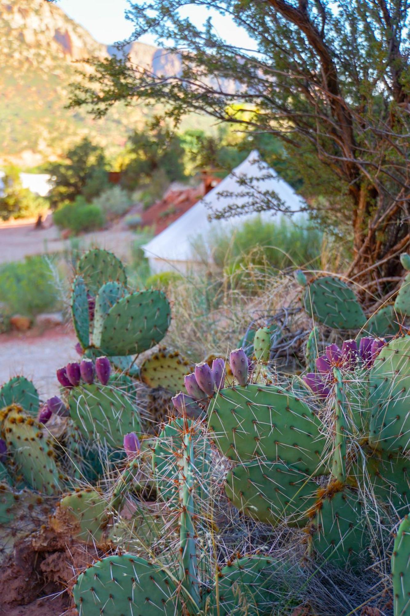 Zion Glamping Adventures Hotel Hildale Eksteriør billede